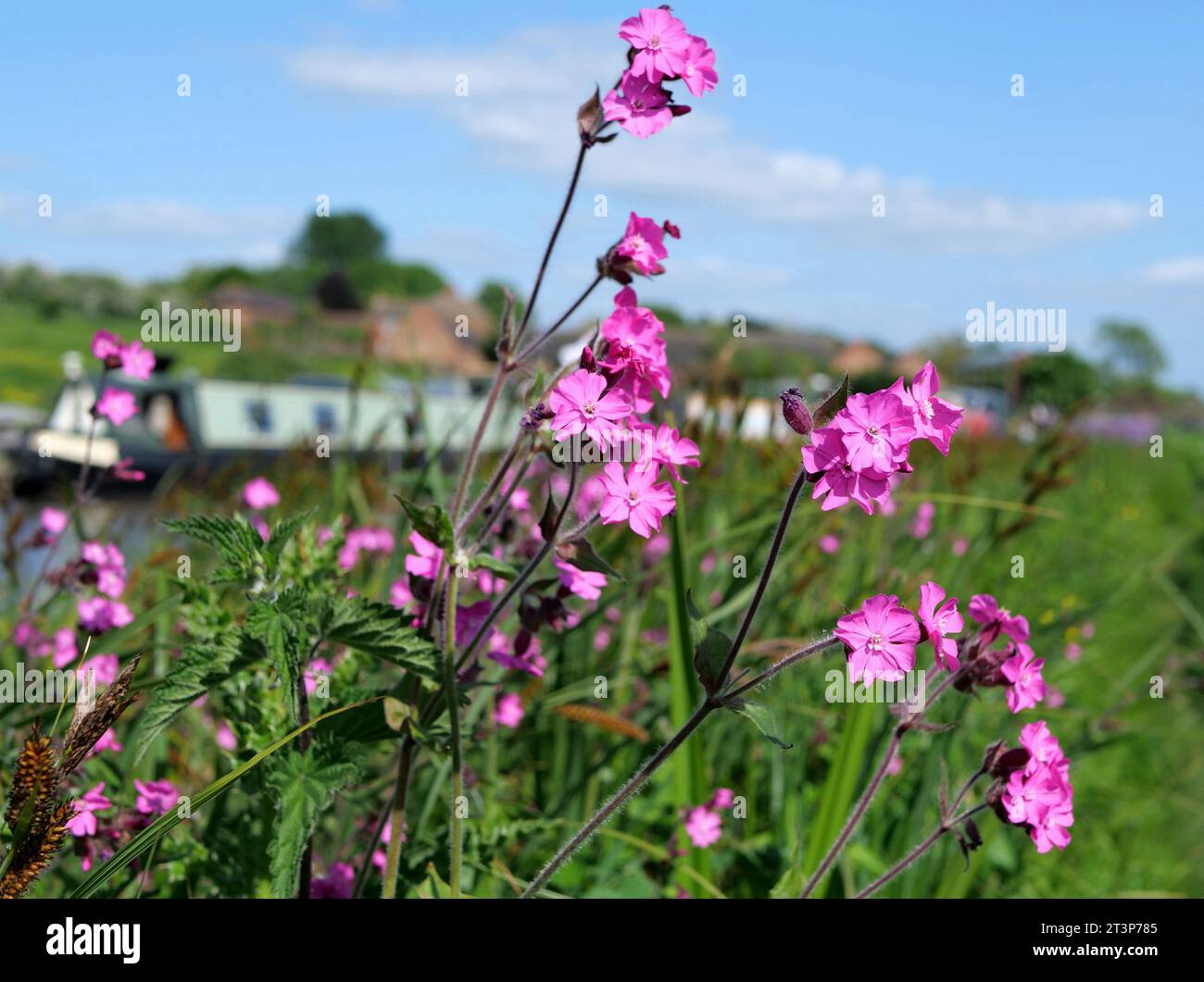 Photographie de Red Campion sur fond de bateaux étroits sur la rive du canal d'Oxford dans le Warwickshire. Banque D'Images