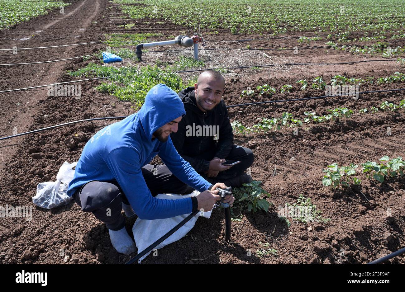 Israël, kibboutz agriculture ISRAËL, kibboutz ferme, pose d'un tuyau pour l'irrigation goutte à goutte avec des eaux usées recyclées *** Kibutz Farm, Verlegen von Schläuchen für Tröpfchenbewässerung mit aufbereitetem Schmutzwasser aus einem Klärwerk, palästinensische und thailändische Arbeitskräfte Israel Credit : Imago/Alamy Live News Banque D'Images