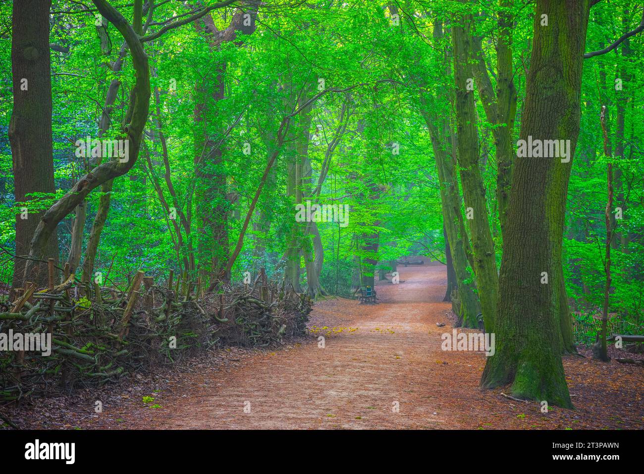 Highgate Wood dans le nord de Londres, Angleterre Banque D'Images