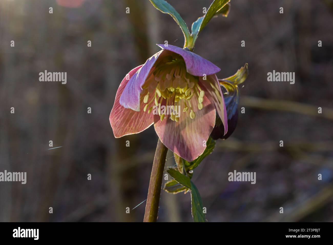 La forêt printanière du début fleurit les hellébores, Helleborus purpurascens. Fleur pourpre dans la nature. Détails de la macro hellebore. Banque D'Images