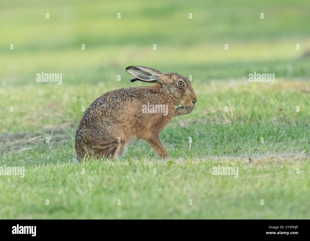 Un lièvre brun sauvage ( Lepus europaeus) dans une prairie herbeuse ayant une séance de toilettage et lavant son visage. Suffolk , Royaume-Uni. Banque D'Images