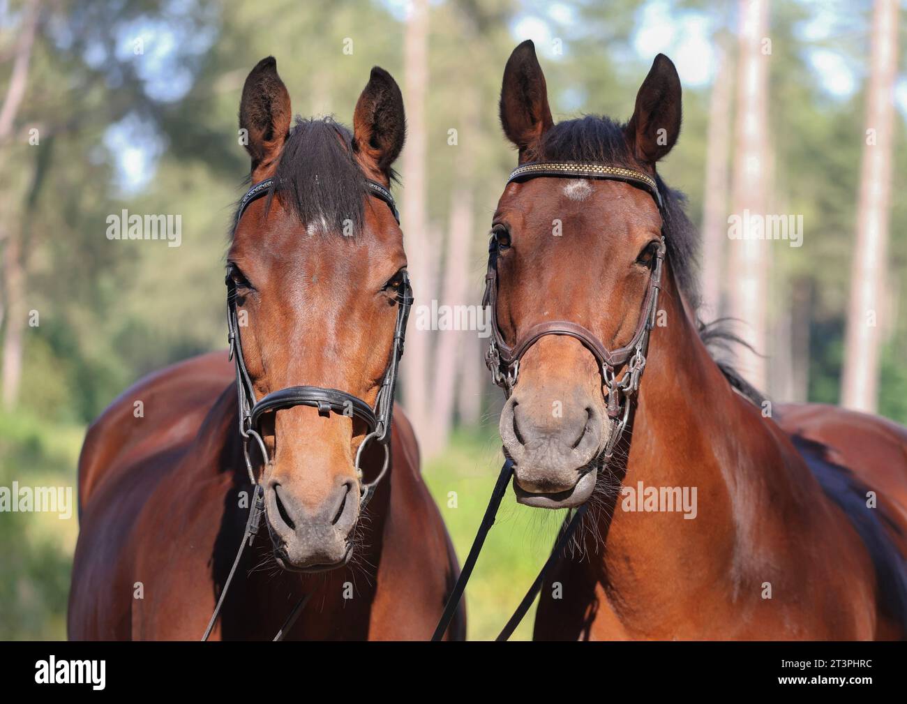 Les Twins, plans de tête de 2 chevaux de baie, un cheval de sang chaud et un cheval de sport irlandais . Porter une gaufre traditionnelle et un fond Micklem Bridle.Woodland. Banque D'Images