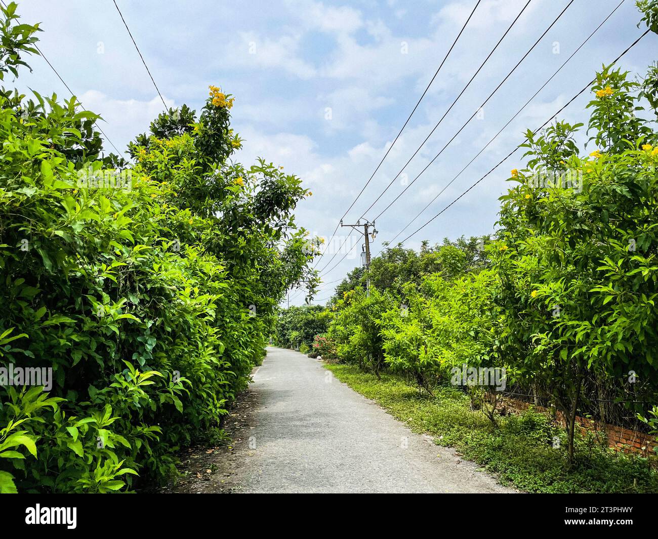 Vietnam, delta du Mékong, forêt Banque D'Images