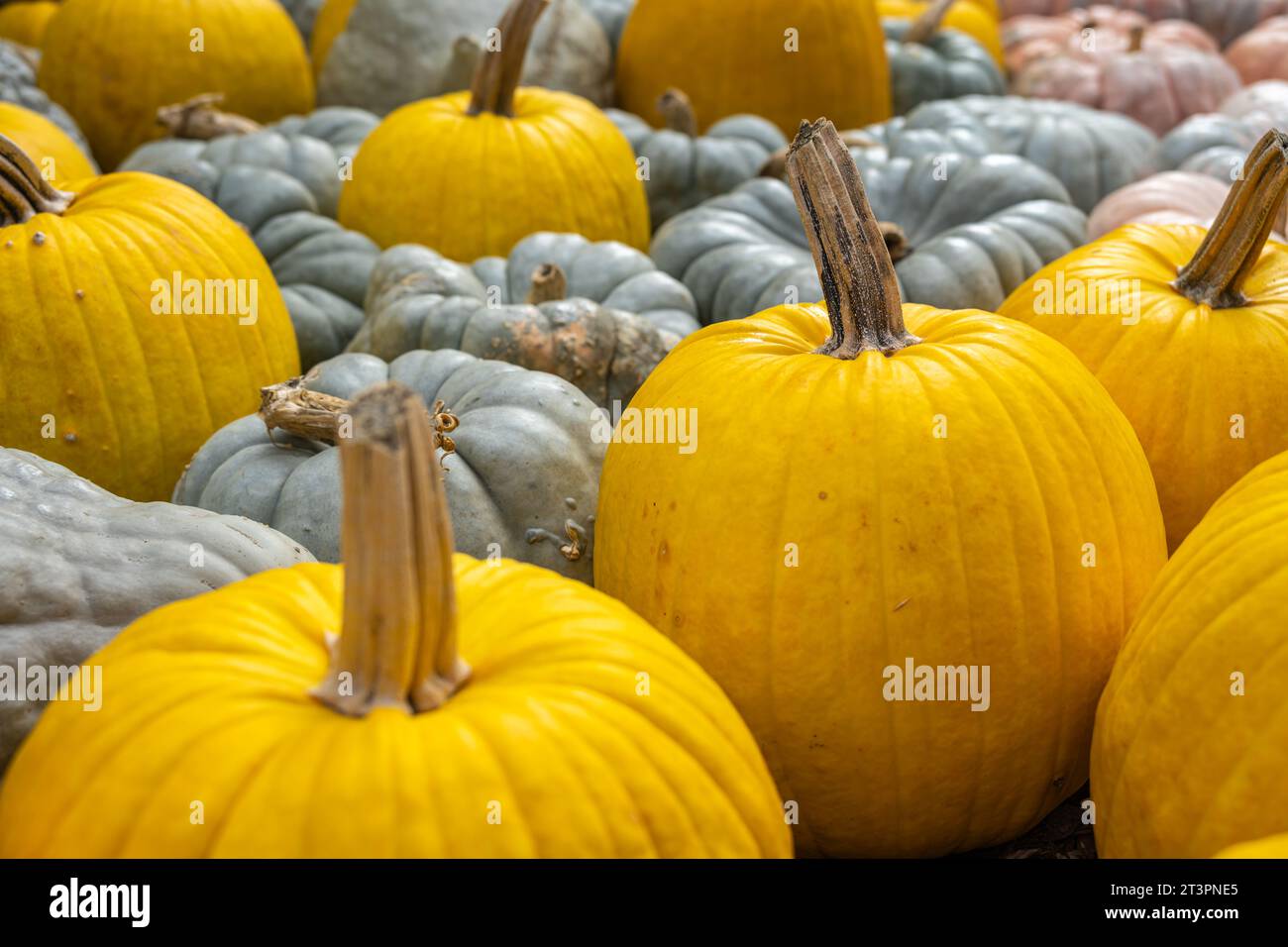 Citrouilles jaunes moelleuses et citrouilles bleues Jaradale exposées pour l'automne au jardin botanique d'Atlanta à Midtown Atlanta, en Géorgie. (ÉTATS-UNIS) Banque D'Images