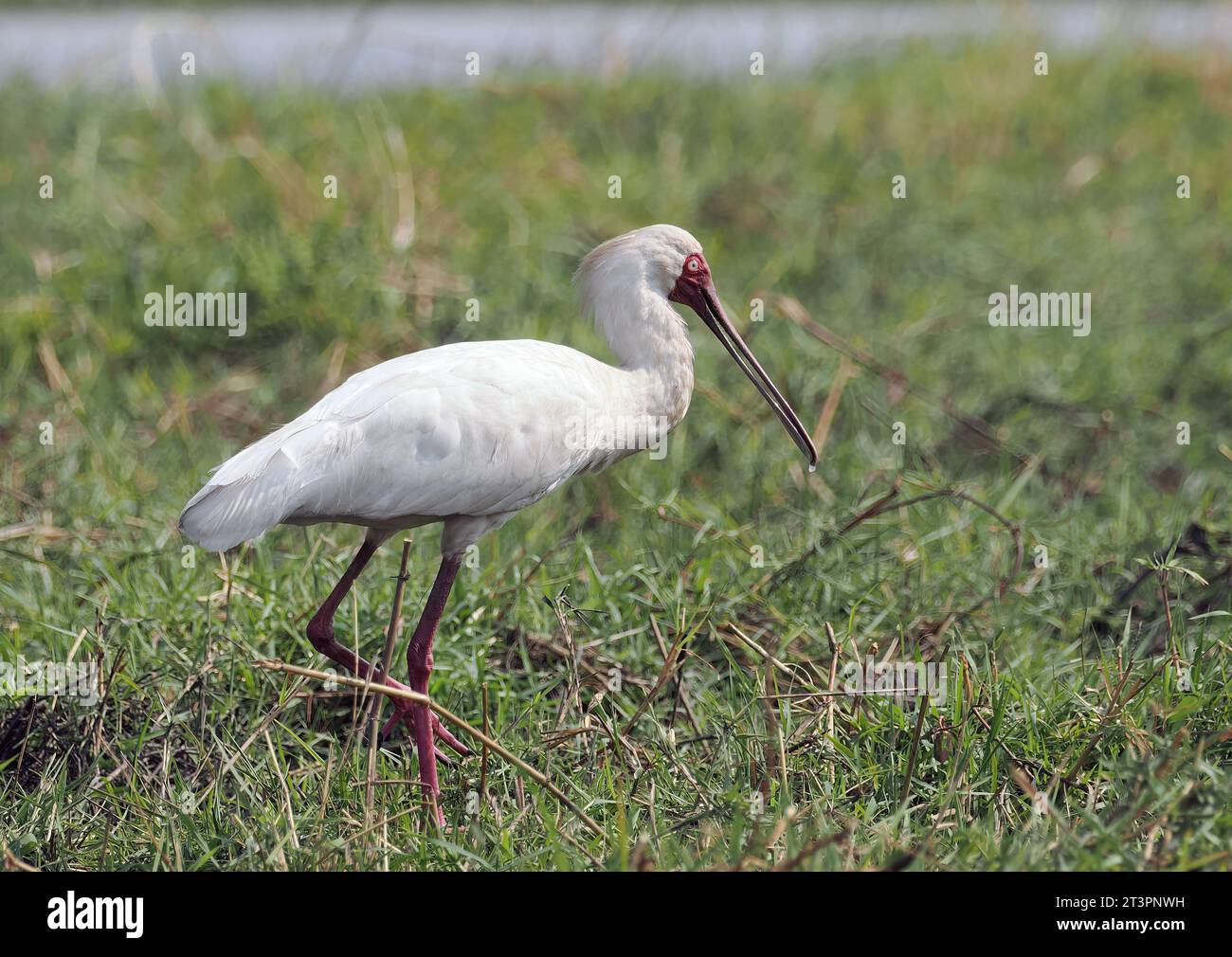 African Spoonbill, Rotgesichtlöffler, Spatule d'Afrique, Platalea alba, afrikai kanalasgém, parc national de Chobe, République du Botswana, Afrique Banque D'Images
