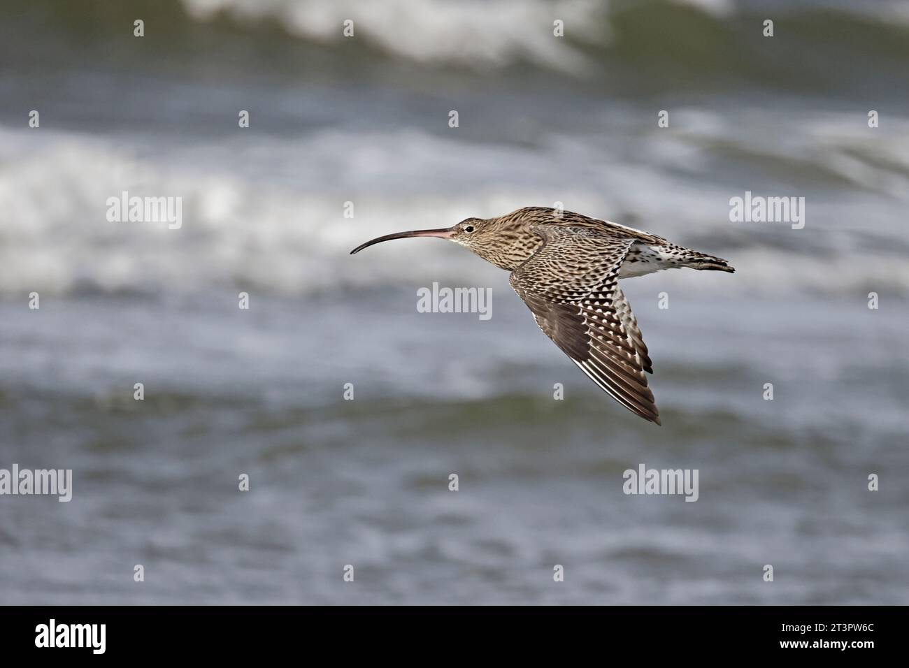 Curlew eurasien en vol au-dessus de la mer à Aberlady Bay East Lothian Scotland Banque D'Images