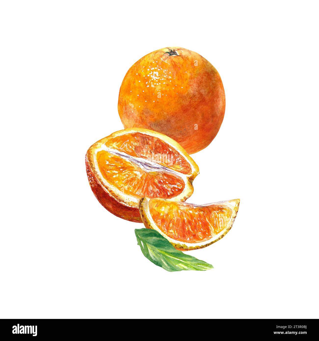 Fruits orange, entiers et en tranches. Illustration à l'aquarelle d'agrumes isolés sur fond blanc. Élément de conception pour le menu de café, les étiquettes de jus, la nourriture Banque D'Images