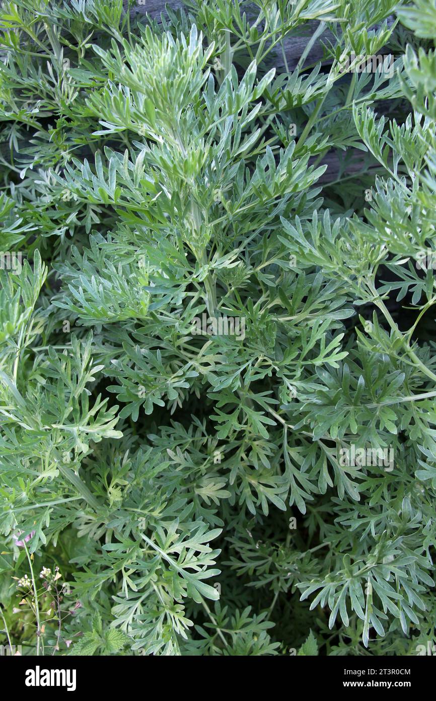 Le Bush amer (Artemisia absinthium) pousse dans la nature Banque D'Images