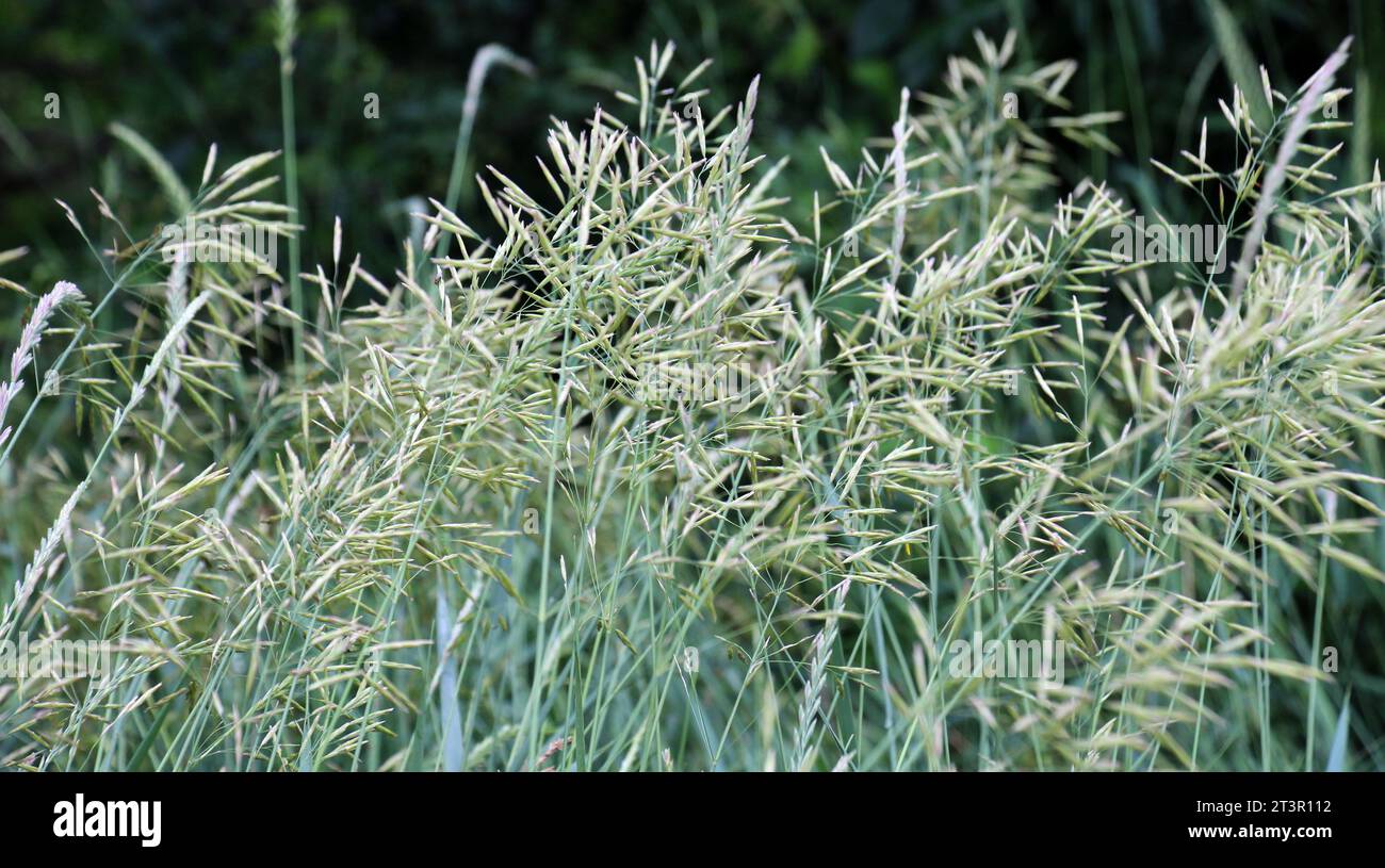 Le bromus de l'herbe de céréales pousse dans la nature Banque D'Images