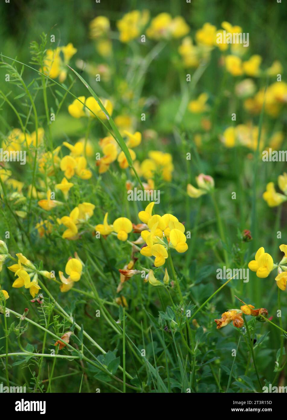 Le Lotus corniculatus pousse dans la prairie parmi les graminées sauvages Banque D'Images