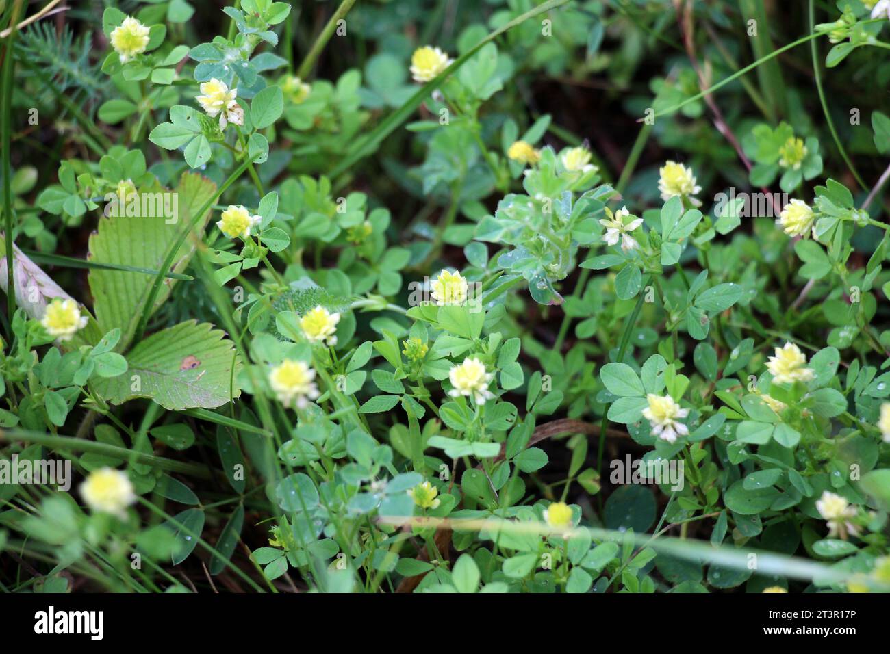 Le trèfle (Trifolium campestre) pousse dans la nature Banque D'Images