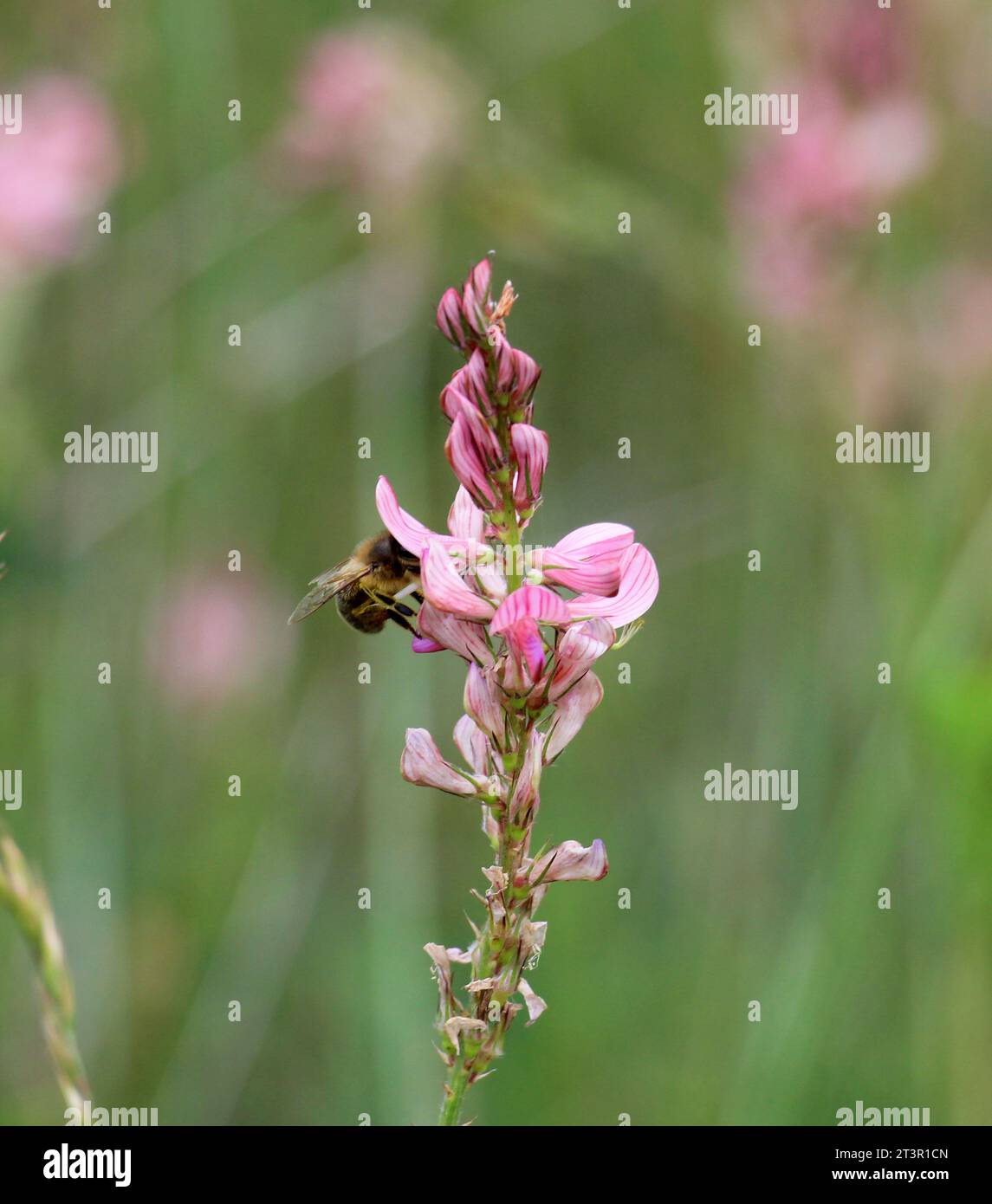 Dans le pré parmi les graminées sauvages fleurit sainfoin (onobrychis). Banque D'Images