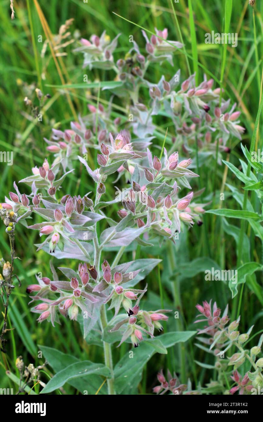 Parmi les herbes dans la nature, les fleurs de nonea pulla Banque D'Images
