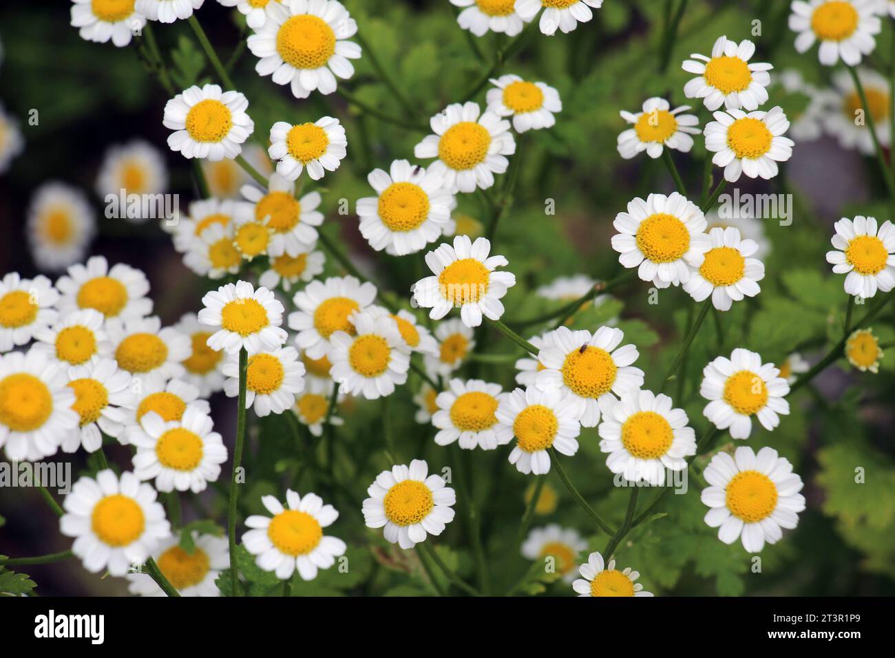 En été, le Tanacetum parthenium fleurit dans la nature Banque D'Images