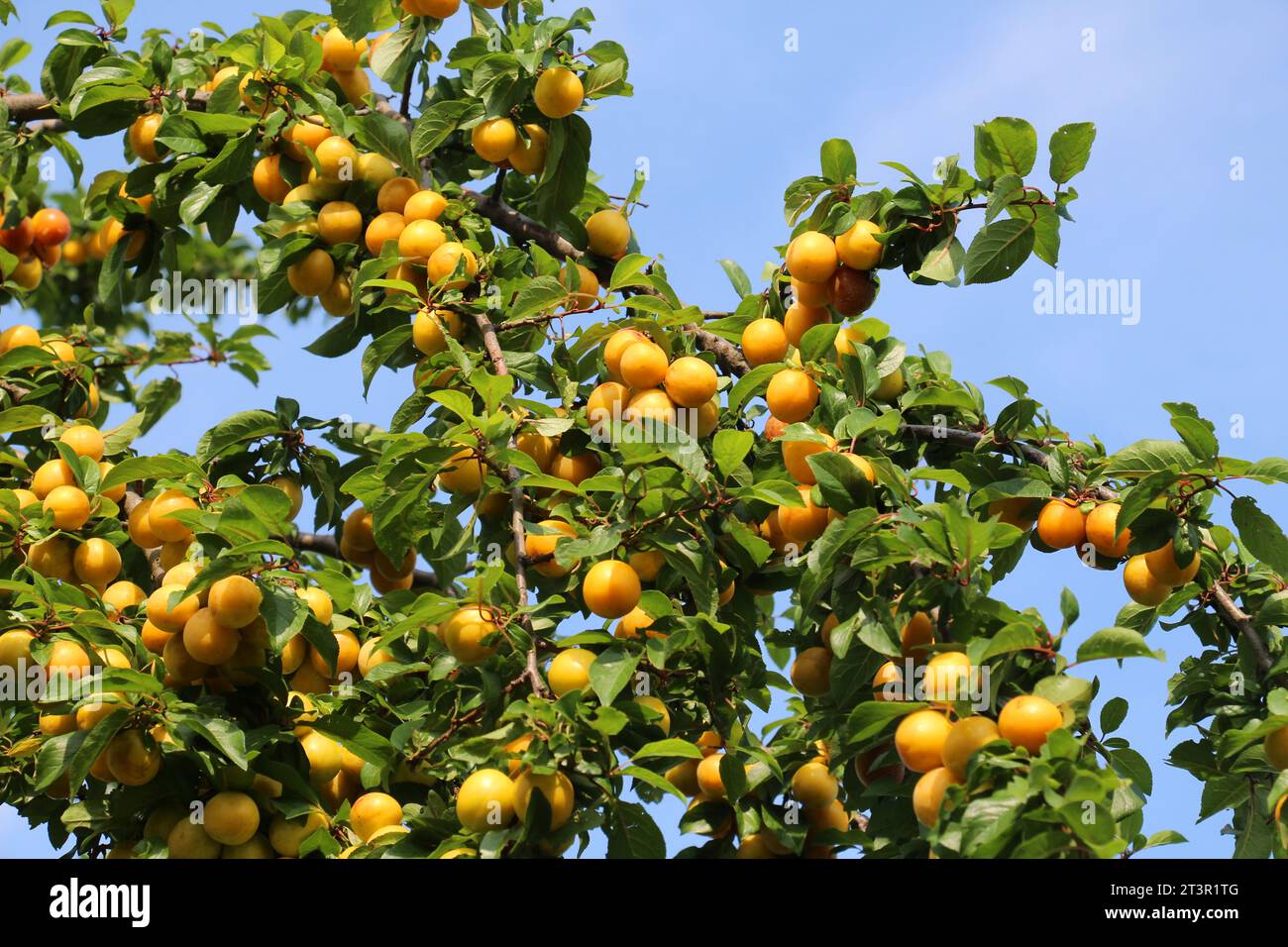 Sur les branches de l'arbre mûrissent des fruits de prunes (Prunus cerasifera). Banque D'Images