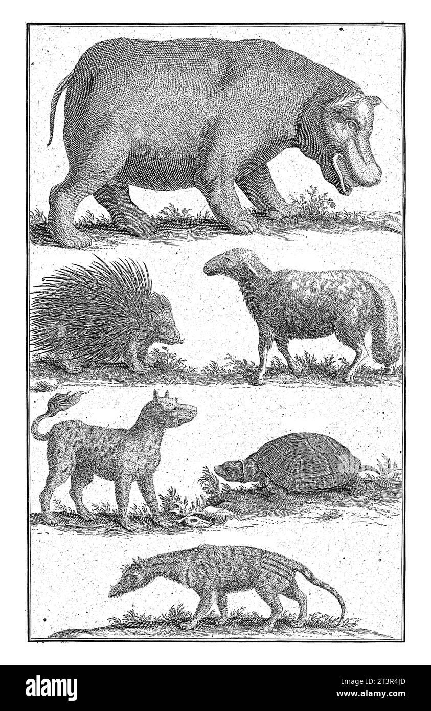 Animaux en Afrique du Sud, Abraham Zeeman, 1727 Un hippopotame, porc-épic, mouton, tigre, tortue et bisamkat. Banque D'Images
