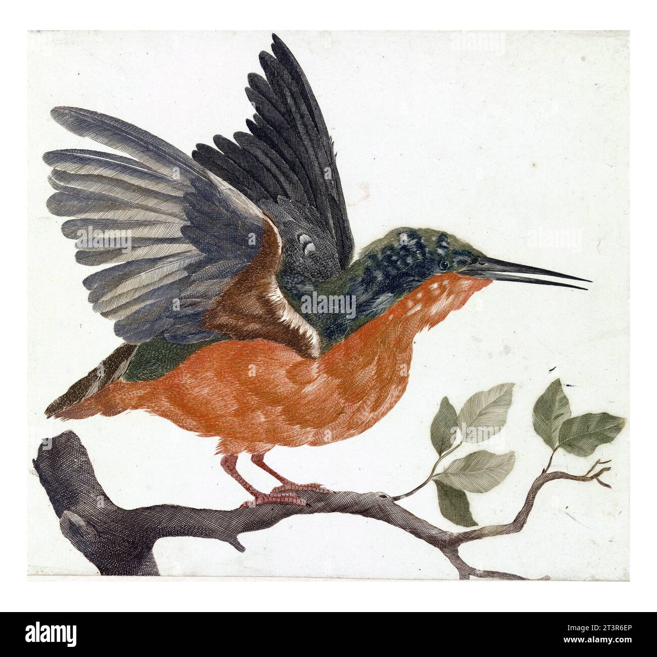 Kingfisher sur branche d'arbre, anonyme, 1688 - 1698, vintage gravé. Banque D'Images