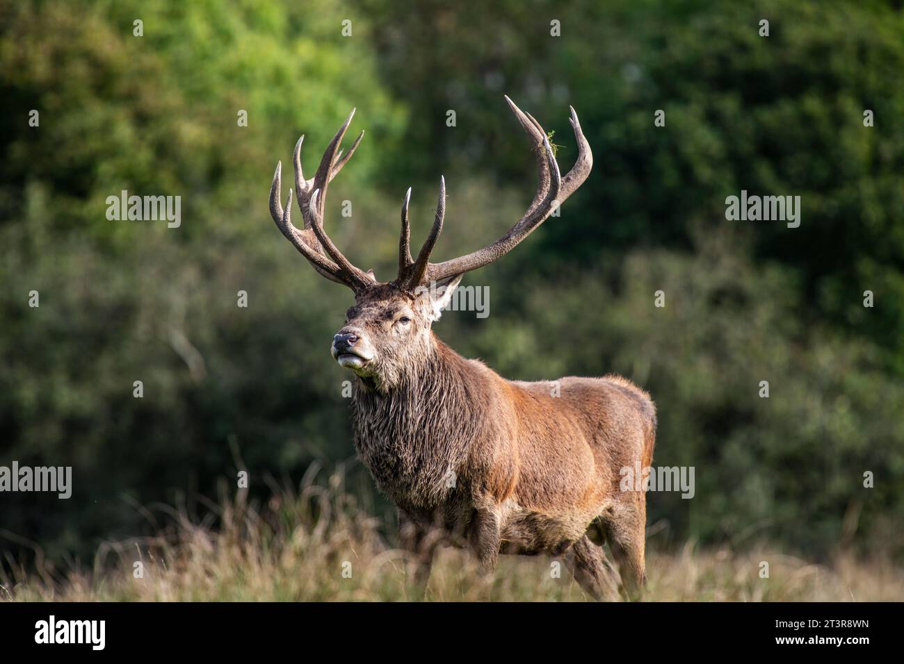Cerf rouge (Cervus elaphus) dans un champ à Tatton Park, Cheshire, Angleterre, Royaume-Uni Banque D'Images