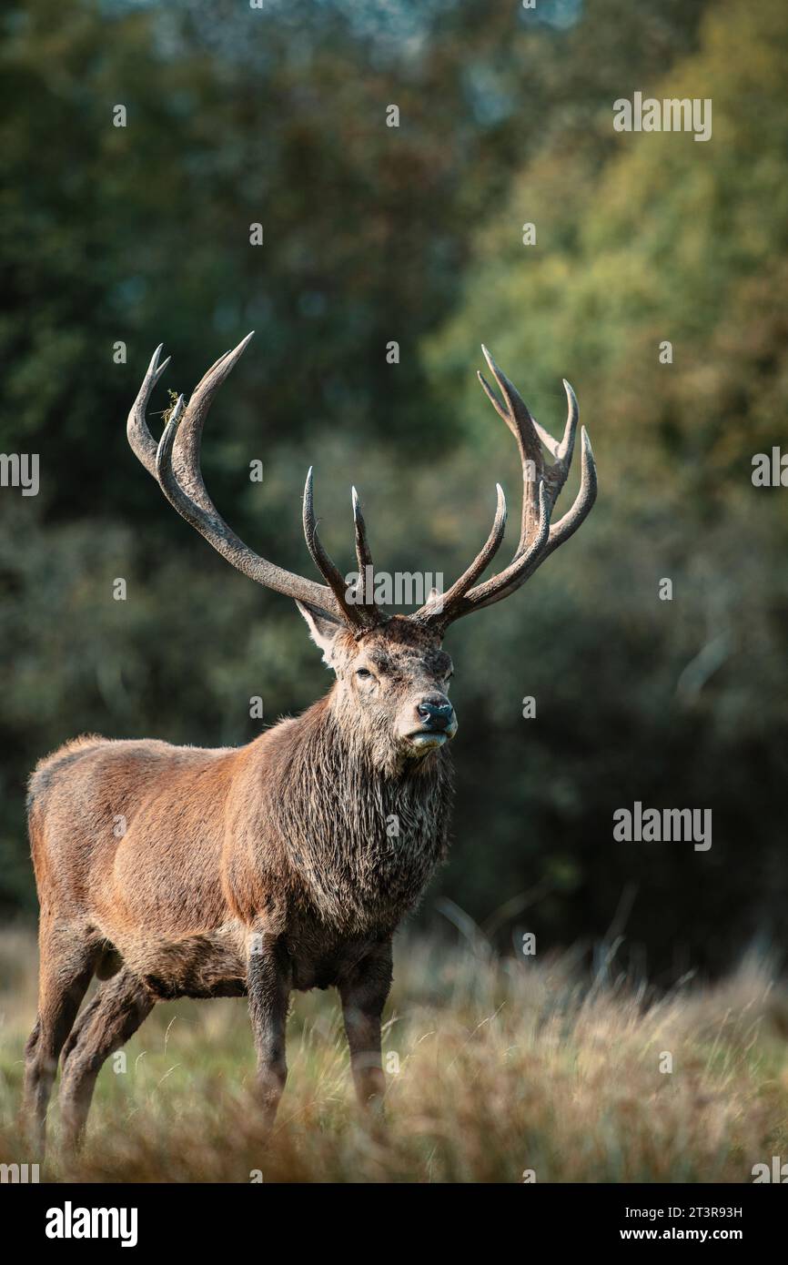 Cerf rouge (Cervus elaphus) dans un champ à Tatton Park, Cheshire, Angleterre, Royaume-Uni Banque D'Images
