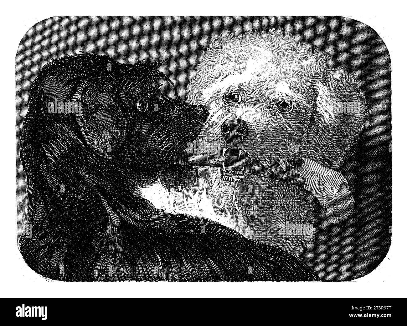 Chien noir et blanc, Christiaan Lodewijk van Kesteren, d'après Bernard te Gempt, 1886 - 1897 Un chien noir et un chien blanc mordent ensemble sur une jambe ou un bâton. Banque D'Images
