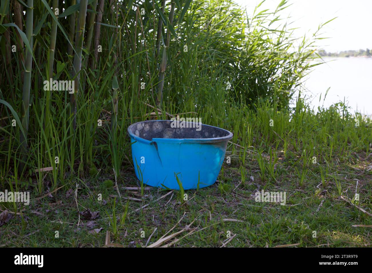 Bassin en plastique à côté des roseaux au bord du lac Banque D'Images
