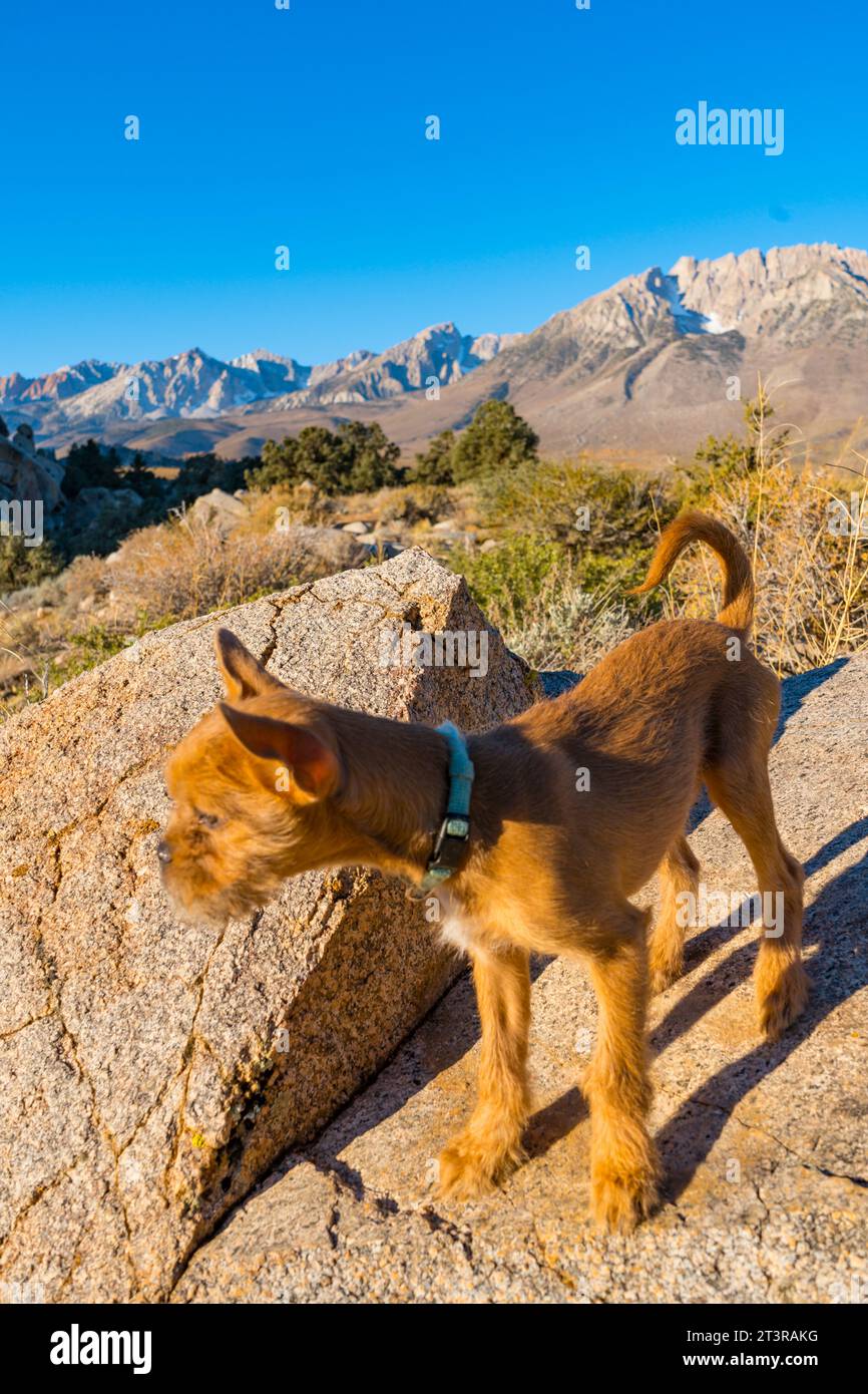 petit chiot bronzé sur un rocher avec vue sur les montagnes de l'est de la sierra nevada en arrière-plan. Banque D'Images