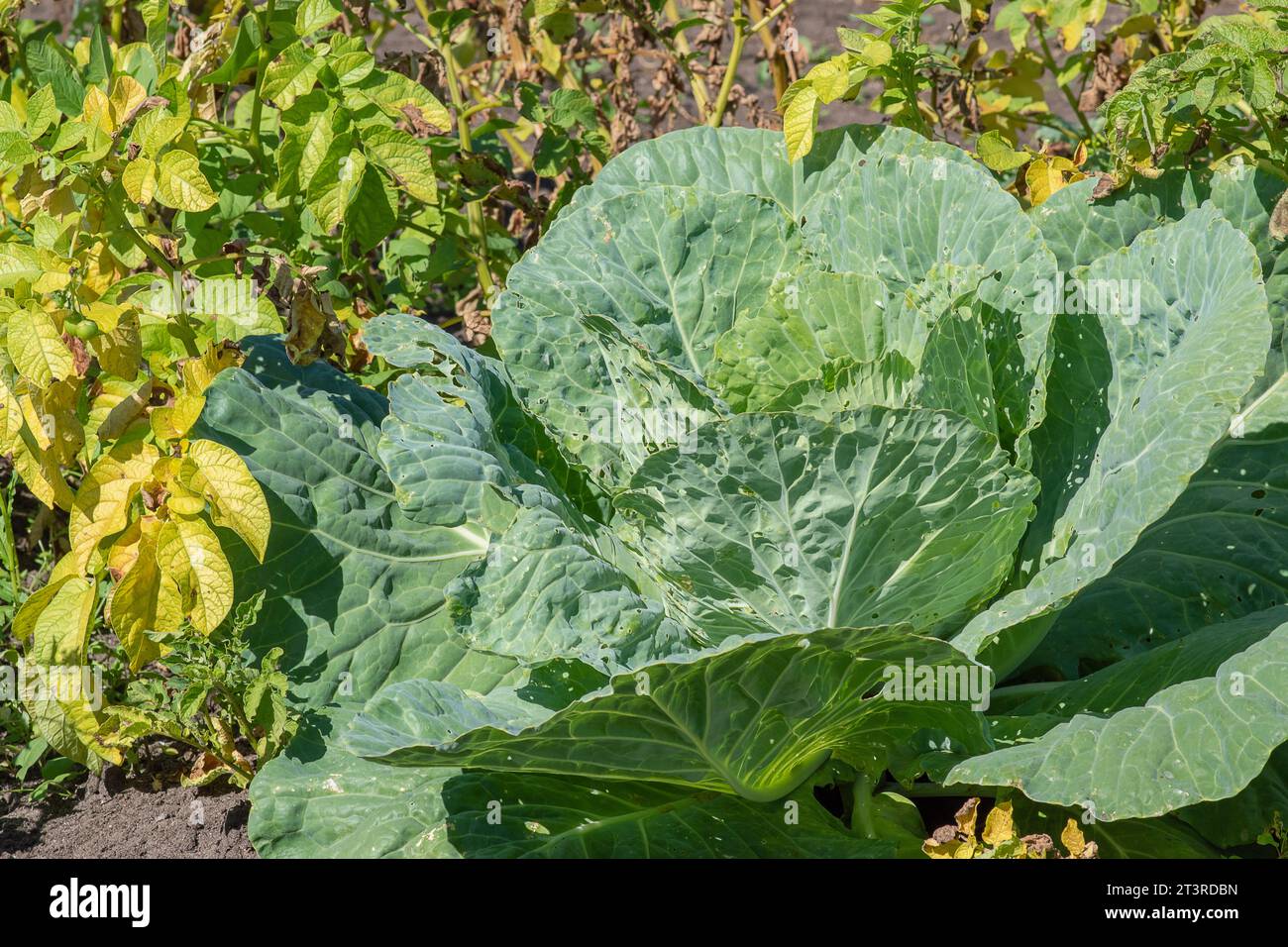 Une tête de chou dans le jardin. Parasites Banque D'Images