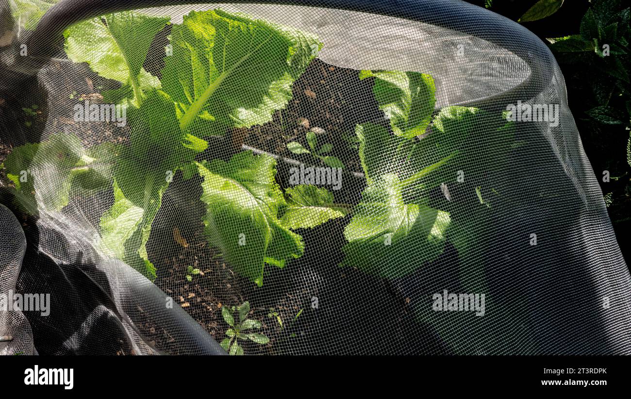 PAK CHOI 'Santoh Quick Yellow' légume ensoleillé à l'extérieur sous des filets anti-insectes filet enviromesh dans le jardin d'allotissement de cuisine. Banque D'Images