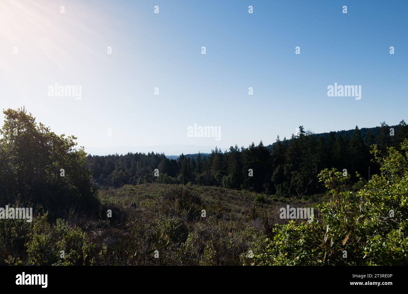 Vue depuis le sommet du Ridge Road Trail dans le parc d'État Henry Cowell Redwood Banque D'Images