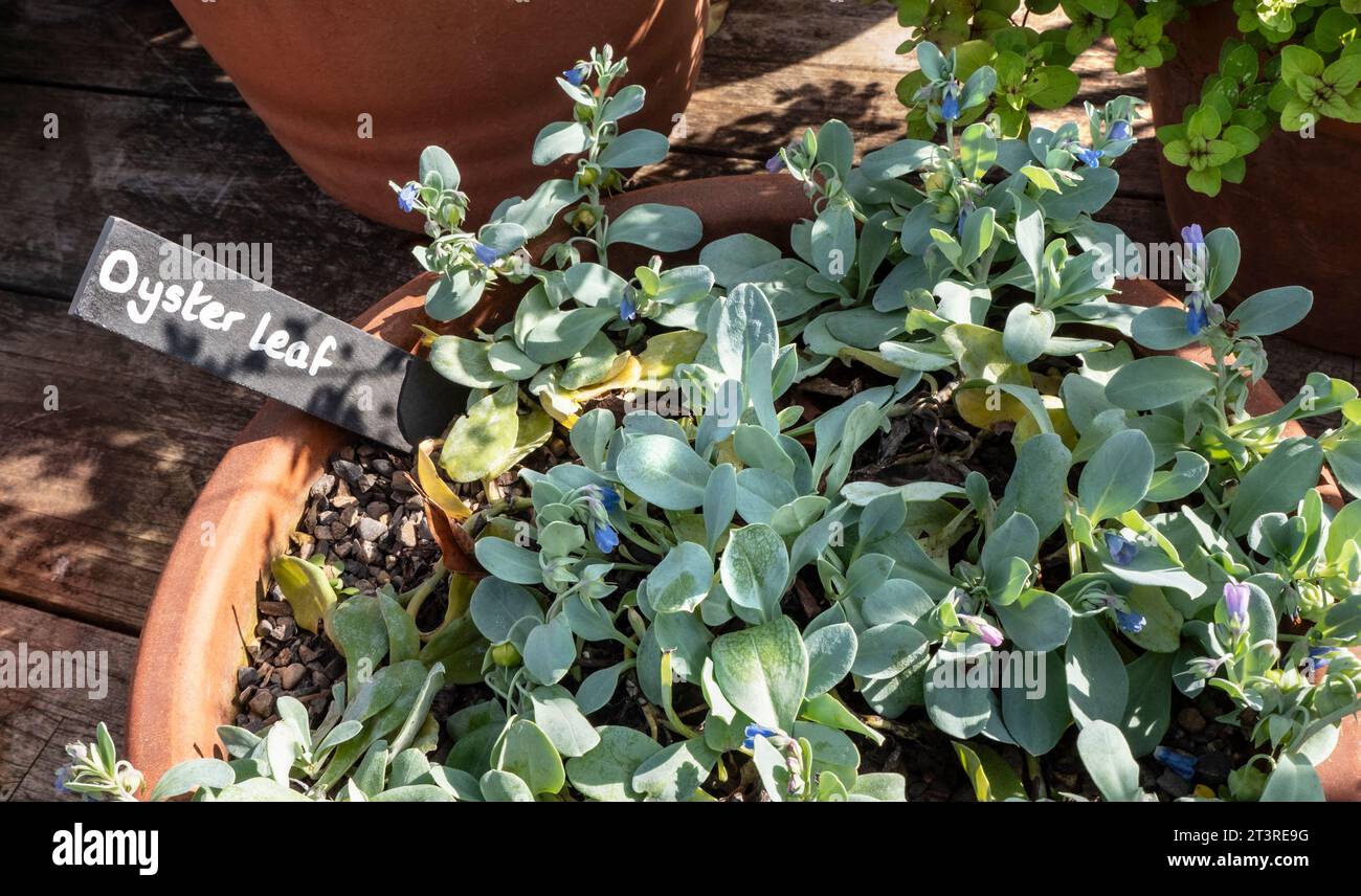 Feuille d'huître avec étiquette (Mertensia maritima) bluebells marins de la famille de bourrache, dans un pot en terre cuite dans le soleil automnal, jardin horticole Surrey UK Banque D'Images