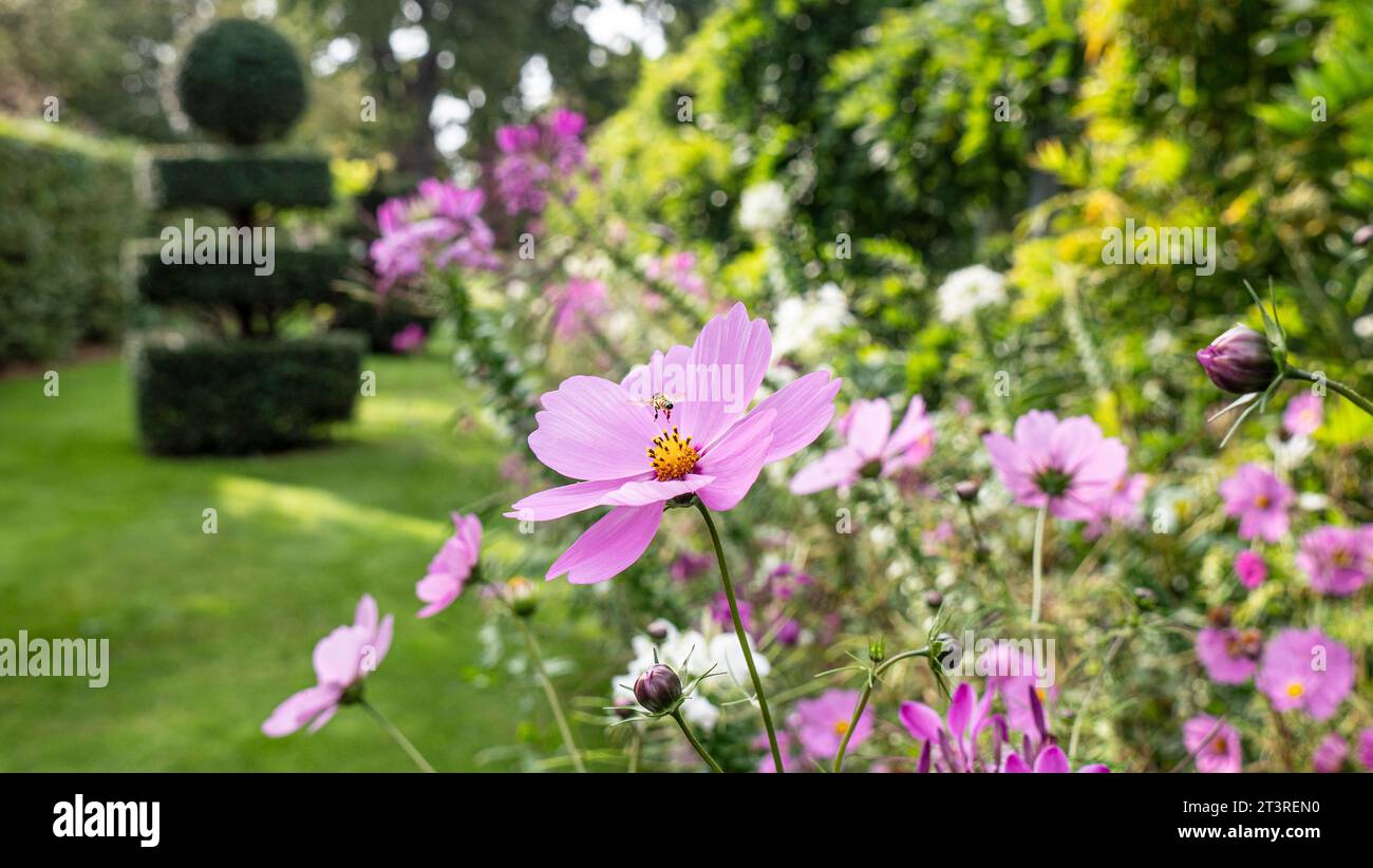 COSMOS Cosmos bipinnatus, Cosmos fleurs avec abeille de miel planant, dans le jardin formel du Surrey avec topiaire Royaume-Uni Banque D'Images