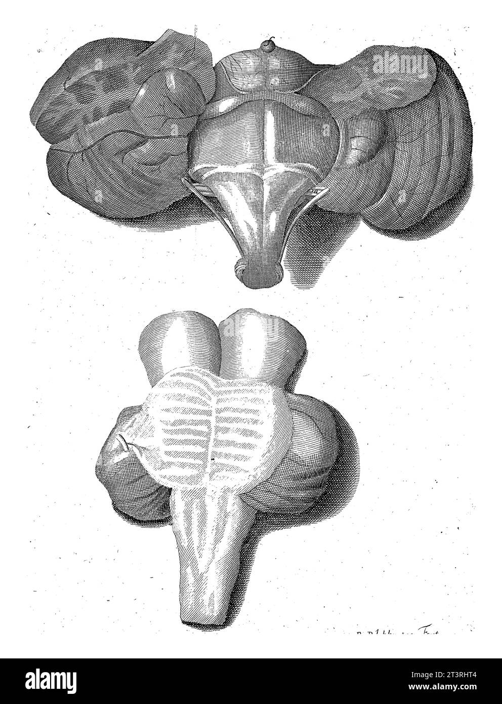 Représentation anatomique d'un organe du corps humain, Reynier Blokhuysen, 1732 représentation anatomique d'un organe du corps humain. Banque D'Images