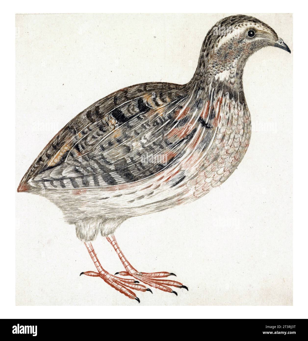 Caille, anonyme, 1688 - 1698, vintage gravé. Banque D'Images