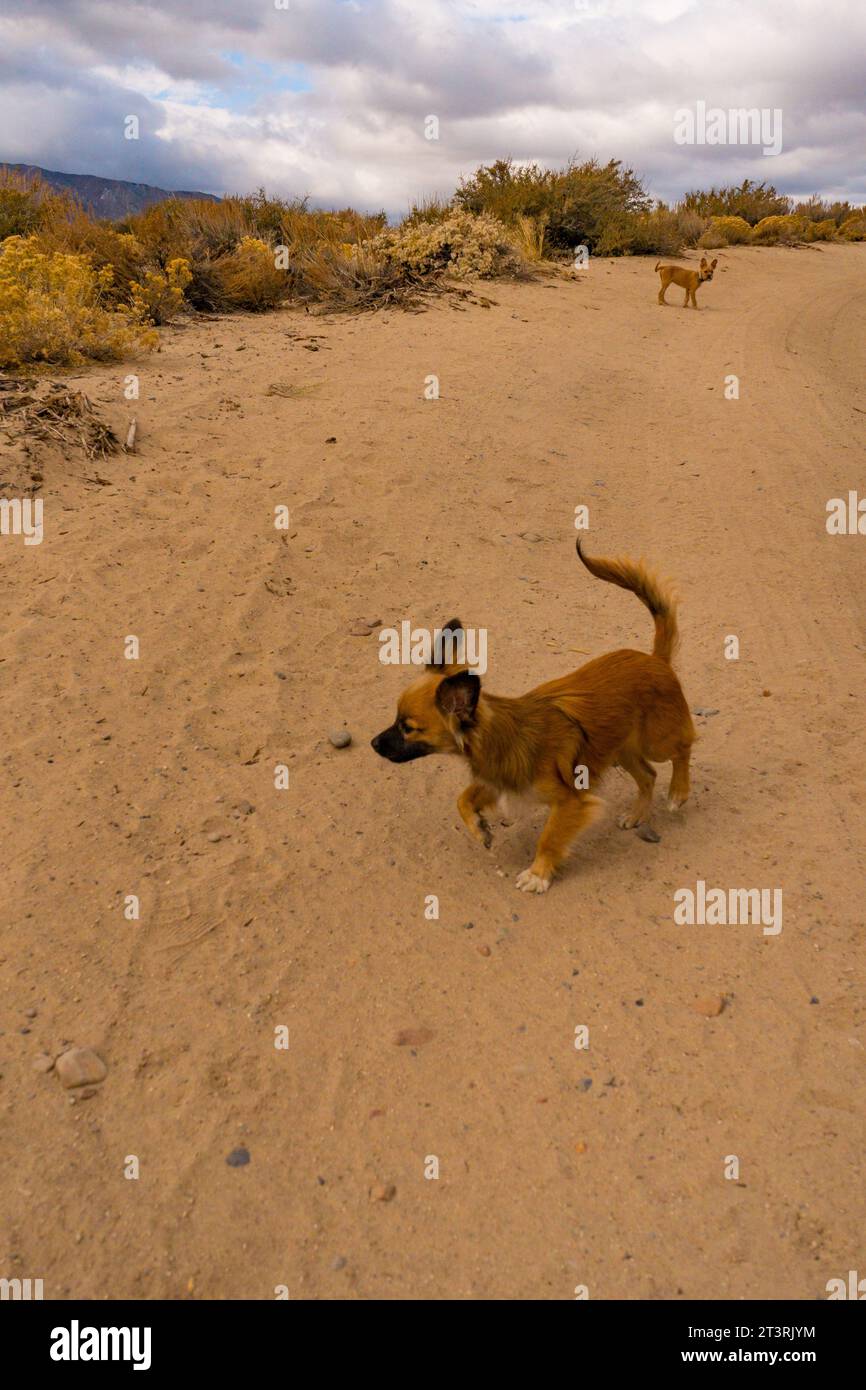 Deux petits chiots bronzés sur un chemin de terre en randonnée dans les montagnes de la sierra nevada à l'extérieur de Bishop, californie. Banque D'Images