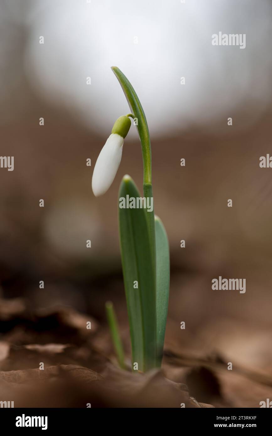 Galanthus (Galanthus nivalis) fleur dans la forêt du début du printemps, Ukraine Banque D'Images