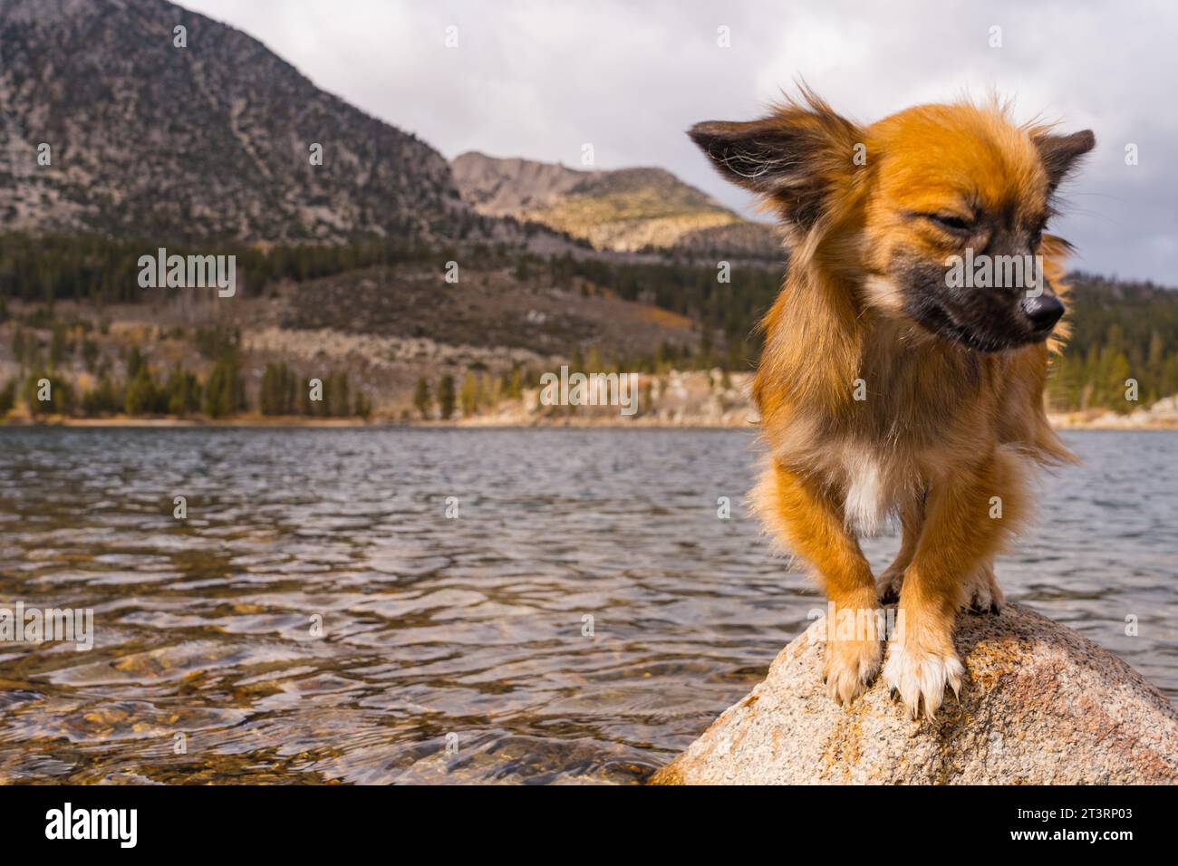 Petit tan Puppy posant sur la roche dans Rock Creek Lake à Bishop California dans les montagnes de la Sierra Nevada. Banque D'Images