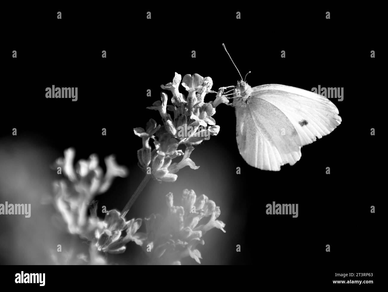 belle issoria lathonia collectant le pollen des fleurs Banque D'Images