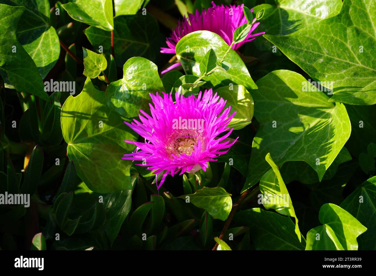 Fleur violacée et rosâtre plante succulente méditerranéenne Delosperma cooperi Banque D'Images