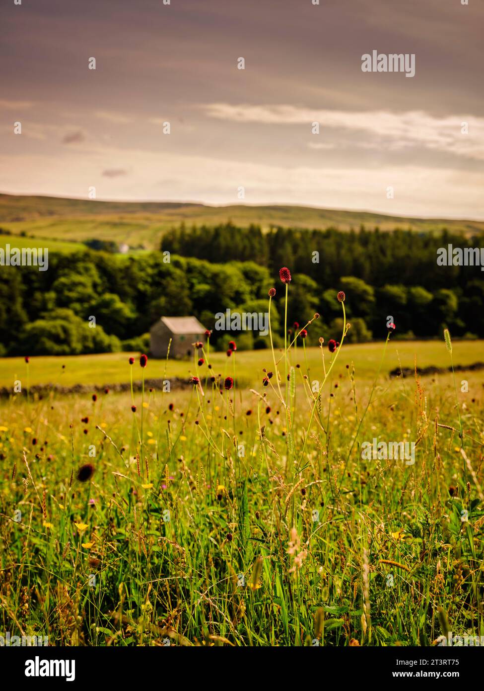 Bowlees, Middleton-in-Teesdale - les têtes de fleurs cramoisi de Great burnet trouvées dans les prairies de plaines inondables du centre et du nord de l'Angleterre et du sud du pays de Galles Banque D'Images