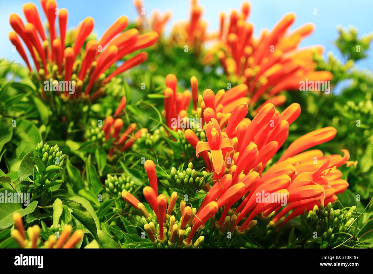 Fleurs de trompette flamboyante ou de sapin de feu ou de vigne orange-trompette fleurissant dans le jardin Banque D'Images