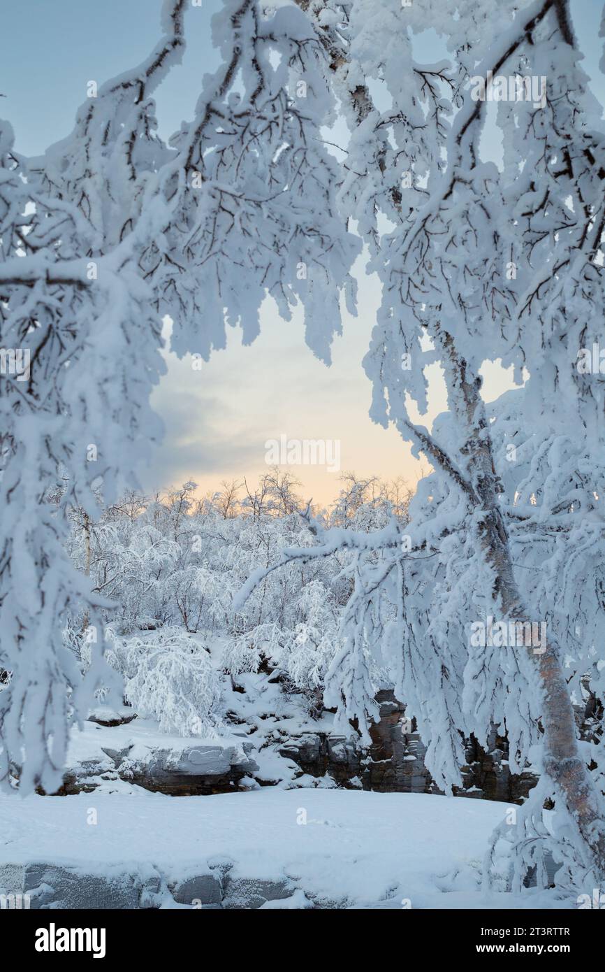 Arbres enneigés en hiver dans le parc national d'Abisko, Suède Banque D'Images
