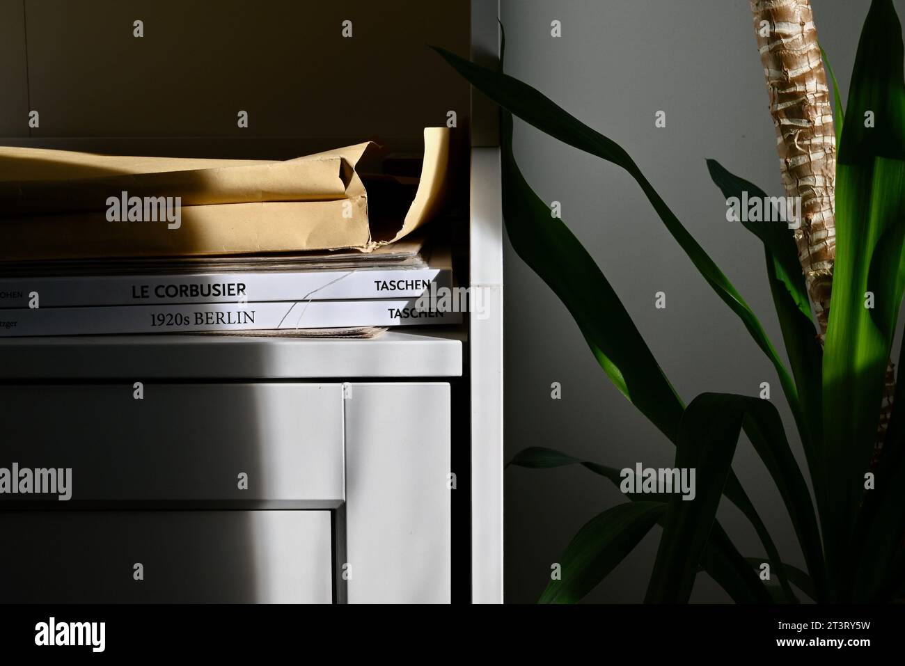 Bibliothèque sous un palmier dans une lumière du soleil venant par la fenêtre. Banque D'Images