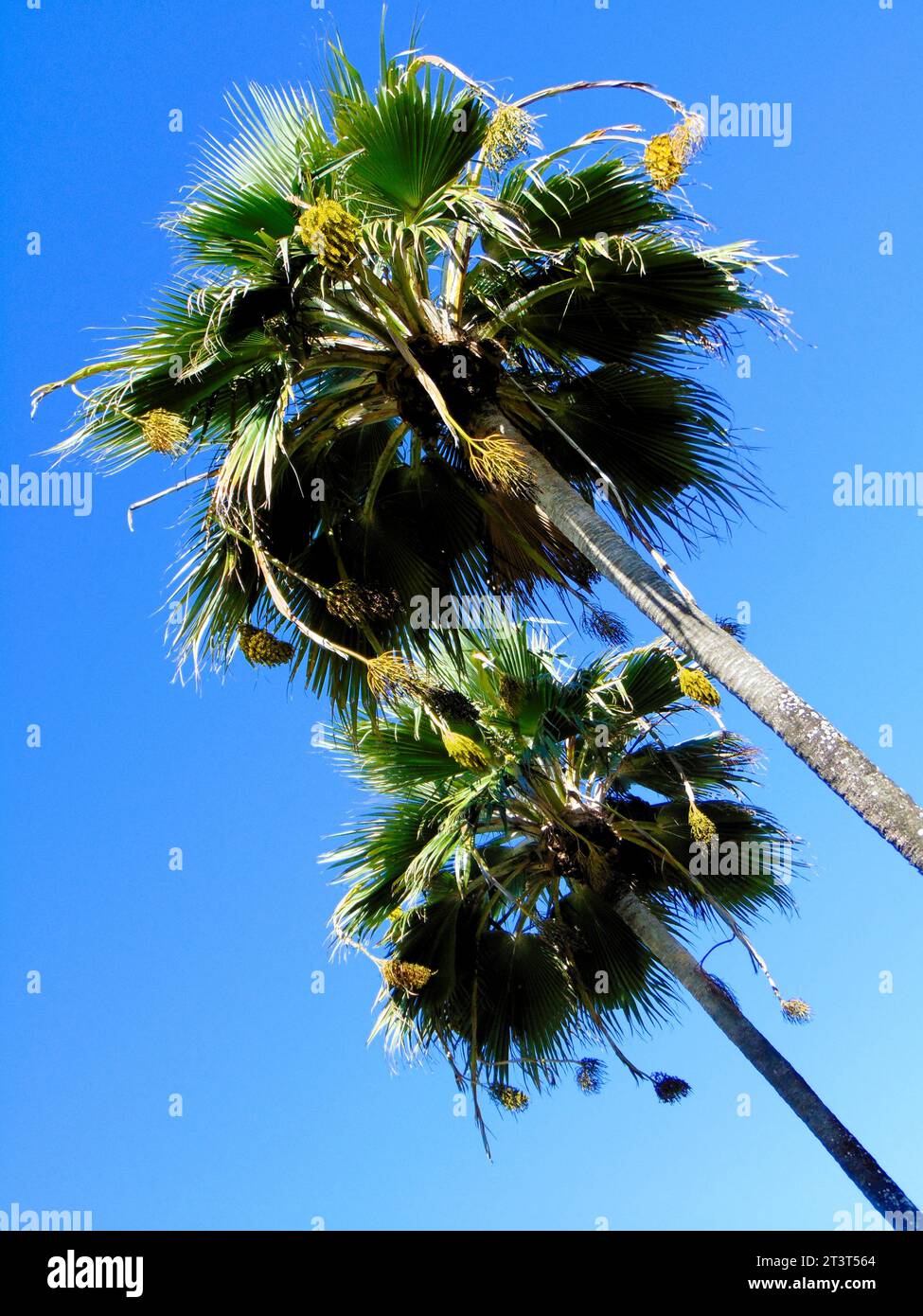 Palmiers, arbres tropicaux, arbres du désert Banque D'Images