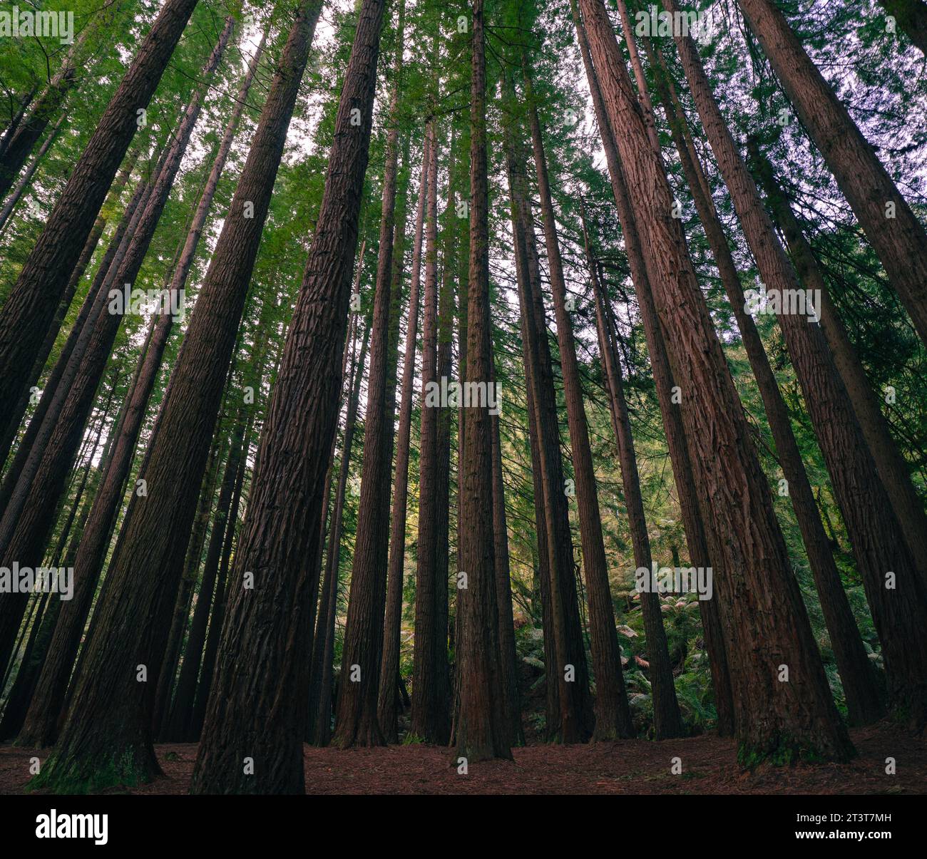 Belle forêt de séquoias au milieu du parc national de Great Otway à Victoria, Australie Banque D'Images