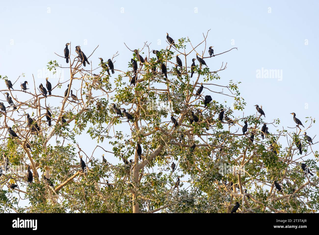 Volée de cormorans perchés dans un arbre, Assouan, Égypte Banque D'Images