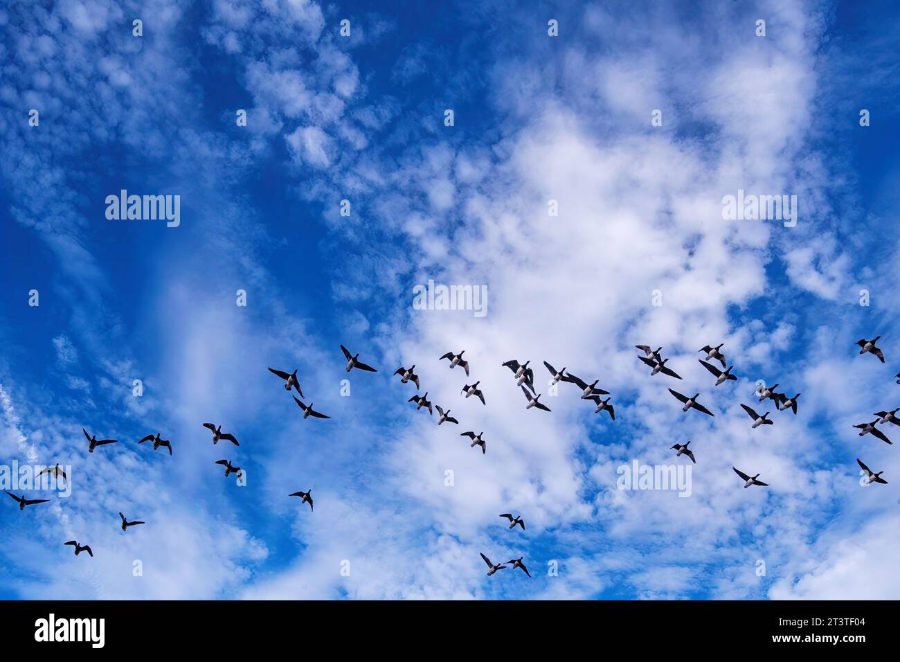 Vol des oies Brant de l'Atlantique contre le ciel tacheté de nuages pendant la migration d'automne, Banque D'Images