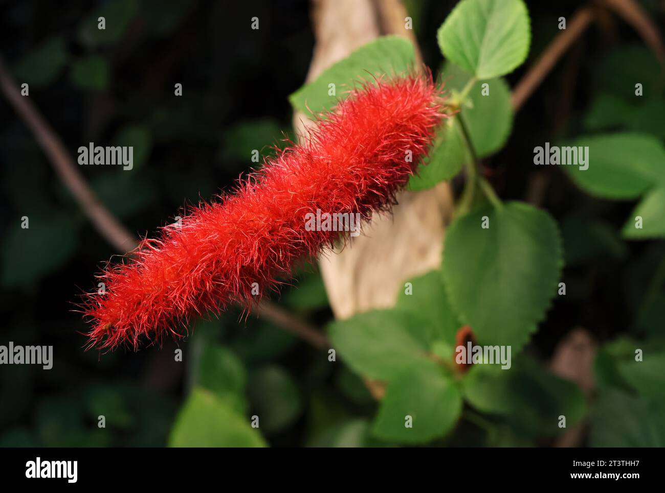 Belle nature, belle plante florale moelleuse rouge à l'extérieur sur une belle journée de printemps. Banque D'Images