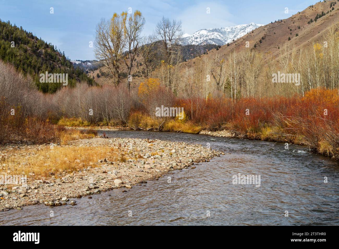 Une scène d'automne le long de la rivière Big Wood près de Sun Valley, Idaho, États-Unis, avec les montagnes enneigées de Sawtooth en arrière-plan. Banque D'Images