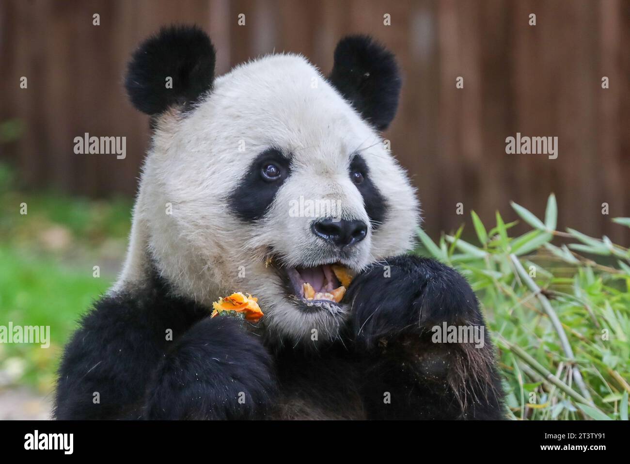 Madrid, Espagne. 26 octobre 2023. Bing Xing l'ours panda mange une citrouille avec du miel et des pommes, pour fêter le prochain Halloween au zoo de Madrid. (Photo de David Canales/SOPA Images/Sipa USA) crédit : SIPA USA/Alamy Live News Banque D'Images