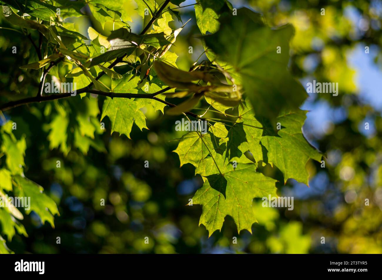 Image haute résolution isolée des feuilles vertes dans la lumière directe du soleil créant des ombres et des textures naturelles différentes Banque D'Images